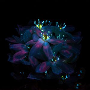 韩国主播最惊艳的舞蹈视频
